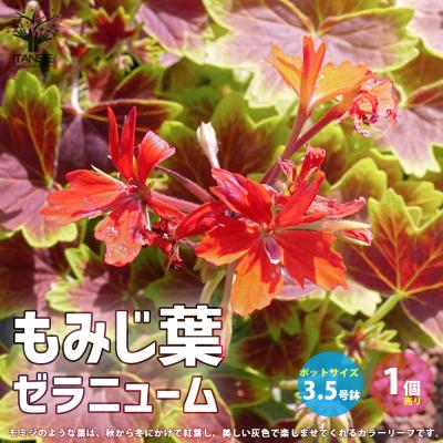 ゼラニウム 苗（花の苗）｜苗 | 花、ガーデニング のおすすめ人気商品