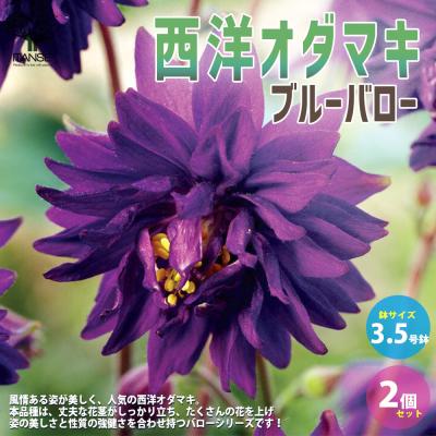 西洋オダマキ（苗） | 花、ガーデニング の商品一覧 通販 - Yahoo