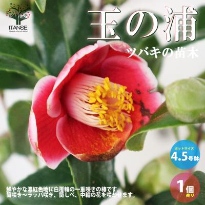 椿の品種のおすすめ人気商品一覧 通販 - Yahoo!ショッピング