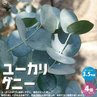 ユーカリ苗のおすすめ人気商品一覧 通販 - Yahoo!ショッピング