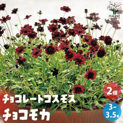 チョコレートコスモスの苗 チョコレート コスモス 苗（花の苗）｜苗 | 花、ガーデニング の