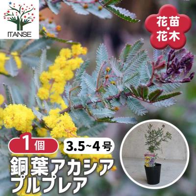 パールアカシア（苗木、植木） | 花、ガーデニング のおすすめ人気商品