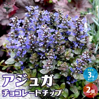 アジュガ 苗 ネコポスいっぱい!! アジュガ 抜き苗8株 ネコポス匿名発送 - メルカリ