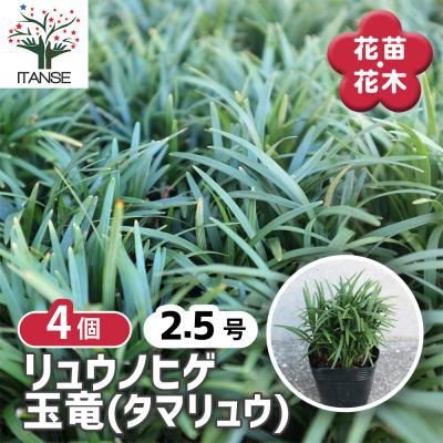 特別価格　リュウノヒゲ　5箱に入るだけいっぱい リュウノヒゲ 24ポットセット 竜の髭 ジャノヒゲ 扱いやすい