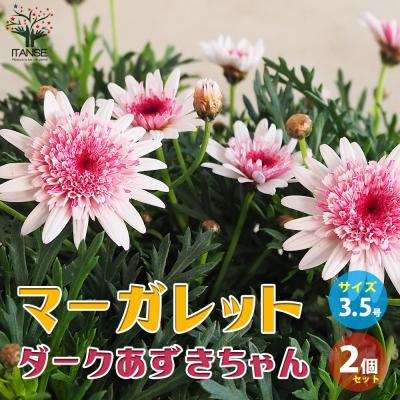 マーガレット 苗（花の苗）｜苗 | 花、ガーデニング のおすすめ人気