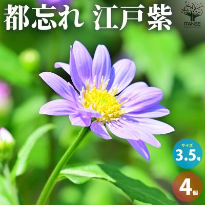 都忘れ（苗） | 花、ガーデニング の商品一覧 通販 - Yahoo!ショッピング
