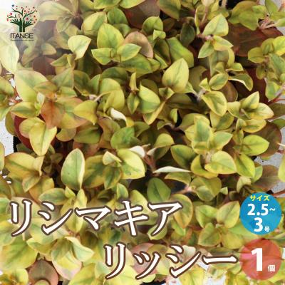 リシマキアのおすすめ人気商品一覧 通販 - Yahoo!ショッピング