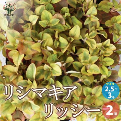 リシマキアのおすすめ人気商品一覧 通販 - Yahoo!ショッピング