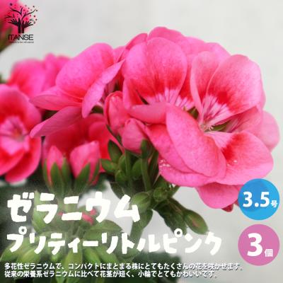 ゼラニウム バラ咲き（花の苗）｜苗 | 花、ガーデニング のおすすめ