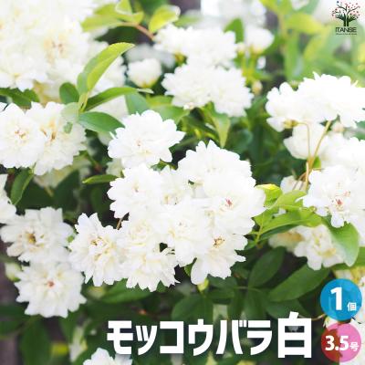モッコウバラ(花、ガーデニング)の商品一覧 通販 - Yahoo モッコウバラ(花、ガーデニング)の商品一覧 通販 - Yahoo