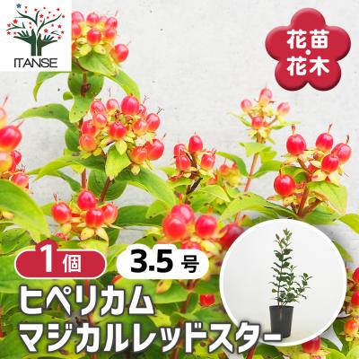 ヒペリカム 苗の商品一覧 通販 - Yahoo!ショッピング