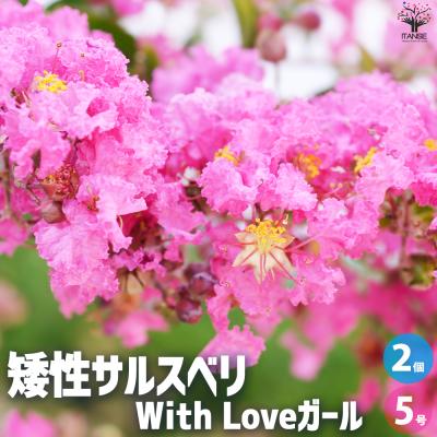 矮性サルスベリ（花、ガーデニング）の商品一覧 通販 - Yahoo!ショッピング