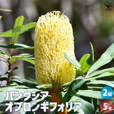 希少　バンクシア　メンジーシー　良株　幹太め バンクシア（花、ガーデニング）のおすすめ人気商品一覧 通販 - Yahoo