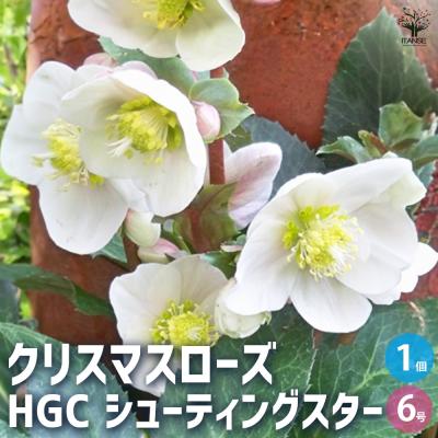 氷の薔薇のおすすめ人気商品一覧 通販 - Yahoo!ショッピング