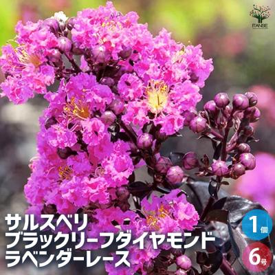 サルスベリ 紫のおすすめ人気商品一覧 通販 - Yahoo!ショッピング