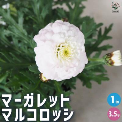 マーガレット 種（タイプ：多年草、宿年草）のおすすめ人気商品一覧