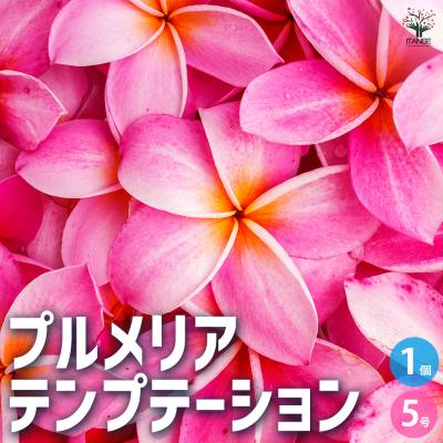 【HIRO】プルメリアTeresa Wilder 挿し木（発根済み）5号鉢 プルメリア Teresa Wilder 挿し木（発根済み）5号鉢 HIRO様専用