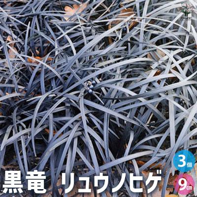 黒龍（苗） | 花、ガーデニング の商品一覧 通販 - Yahoo!ショッピング