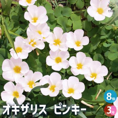オキザリス(苗)の商品一覧 | 花、ガーデニング 通販 - Yahoo オキザリス(苗)の商品一覧 | 花、ガーデニング 通販 - Yahoo