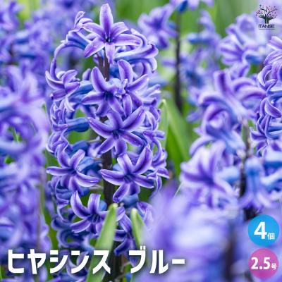 ヒヤシンス 球根 青（花、ガーデニング）のおすすめ人気商品一覧 通販