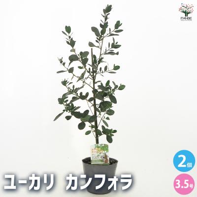 【SPRING SALE】⑤ユーカリ・グニー　仕立て苗♡ ユーカリ苗のおすすめ人気商品一覧 通販 - Yahoo!ショッピング