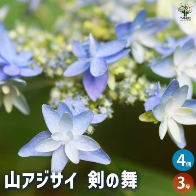 アジサイ 新品種(花の苗)の商品一覧|苗 | 花、ガーデニング アジサイ 新品種(花の苗)の商品一覧|苗 | 花、ガーデニング