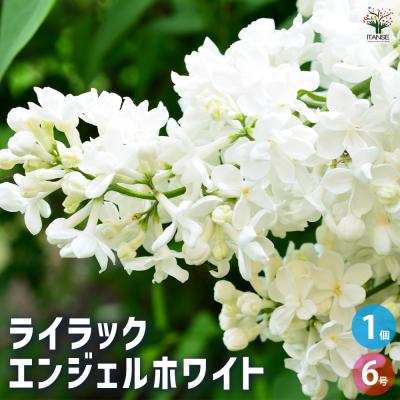 ライラック(苗木、植木)の商品一覧 | 花、ガーデニング 通販 ライラック(苗木、植木)の商品一覧 | 花、ガーデニング 通販