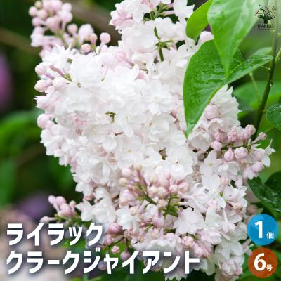 ライラック(苗木、植木)の商品一覧 | 花、ガーデニング 通販 ライラック(苗木、植木)の商品一覧 | 花、ガーデニング 通販
