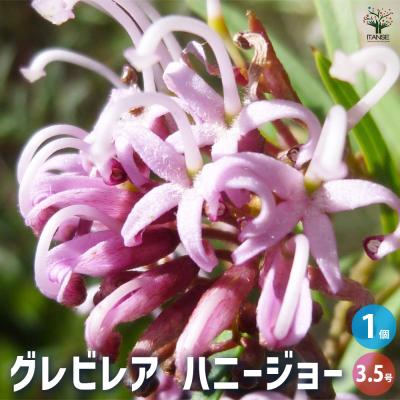グレビレア 品種（花の苗）｜苗 | 花、ガーデニング の商品一覧 通販