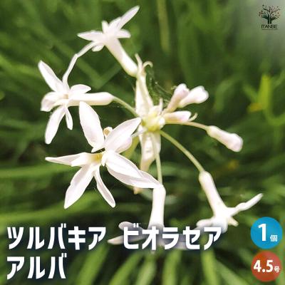 ツルバキアの商品一覧 通販 - Yahoo!ショッピング