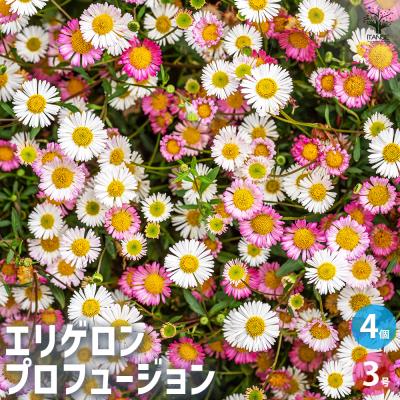 エリゲロン（花の苗）｜苗 | 花、ガーデニング のおすすめ人気商品一覧