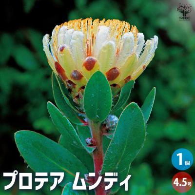 SYさま専用　プロテア類　8種　計8本 プロテアのおすすめ人気商品一覧 通販 - Yahoo!ショッピング