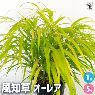 フウチソウのおすすめ人気商品一覧 通販 - Yahoo!ショッピング