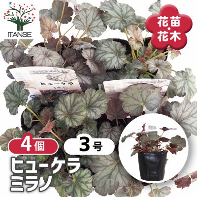 ヒューケラ セット（花、ガーデニング）のおすすめ人気商品一覧 通販