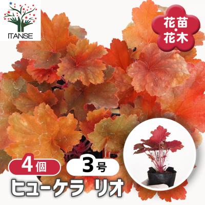 ヒューケラ セットの商品一覧 通販 - Yahoo!ショッピング
