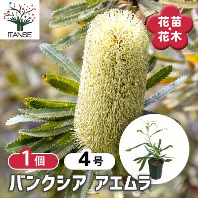 アエオニウム（花の苗）｜苗 | 花、ガーデニング のおすすめ人気商品