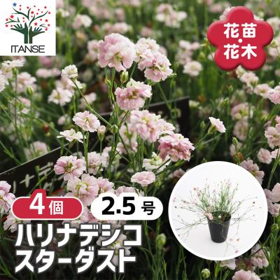 四季咲きナデシコ 花はな（花の苗）｜苗 | 花、ガーデニング の商品
