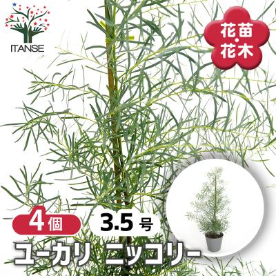 ユーカリ 銀世界（苗） | 花、ガーデニング のおすすめ人気商品一覧