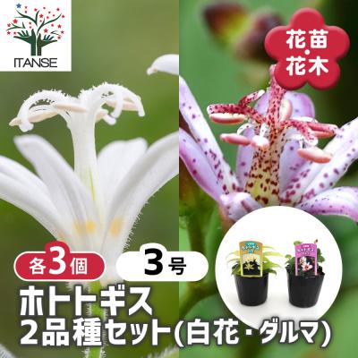 山野草ホトトギス（苗） | 花、ガーデニング のおすすめ人気商品一覧