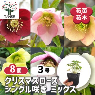 キンメツゲのおすすめ人気ランキングTOP100 - Yahoo!ショッピング