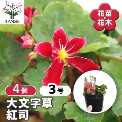 山野草大文字草のおすすめ人気商品一覧 通販 - Yahoo!ショッピング