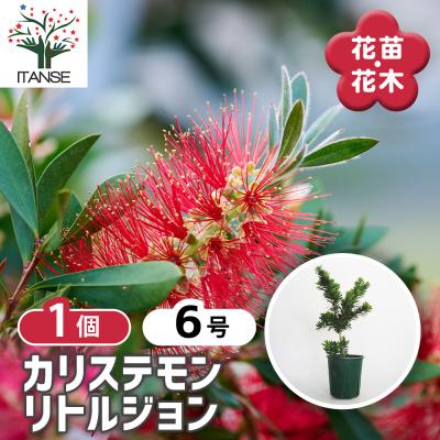 カリステモン リトルジョン 花木苗 6号/1個売り ブラシの木 ブラシノキ