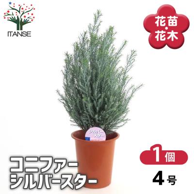 コニファー 鉢植えのおすすめ人気商品一覧 通販 - Yahoo!ショッピング