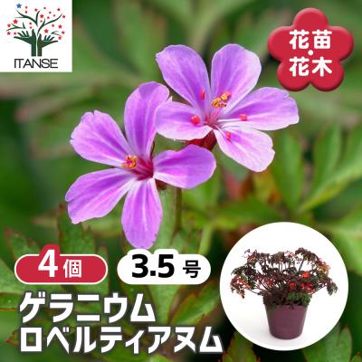 ゲラニウムのおすすめ人気商品一覧 通販 - Yahoo!ショッピング