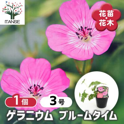 ゲラニウムのおすすめ人気商品一覧 通販 - Yahoo!ショッピング