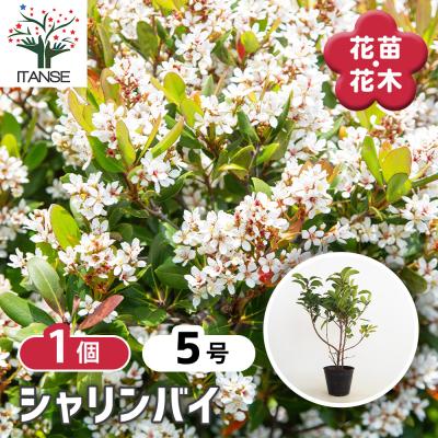 シャリンバイの商品一覧 通販 - Yahoo!ショッピング