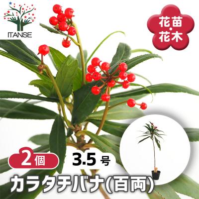 千両　150本 千両 万両のおすすめ人気商品一覧 通販 - Yahoo!ショッピング