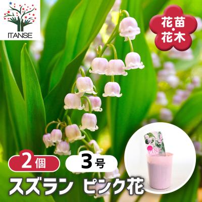 すずらん（花、ガーデニング）のおすすめ人気商品一覧 通販 - Yahoo