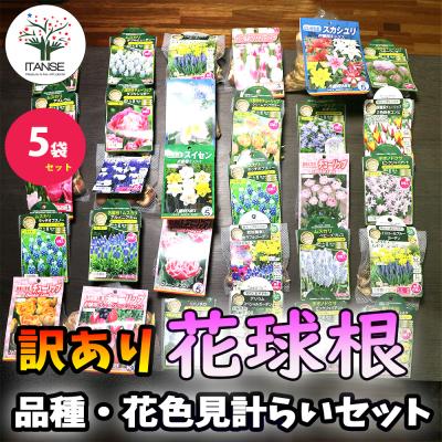 球根植物（花の球根）｜球根、種芋 | 花、ガーデニング の商品一覧