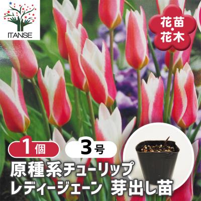 原種チューリップ 球根のおすすめ人気商品一覧 通販 - Yahoo!ショッピング